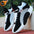 Men Basketball Shoes Fashion